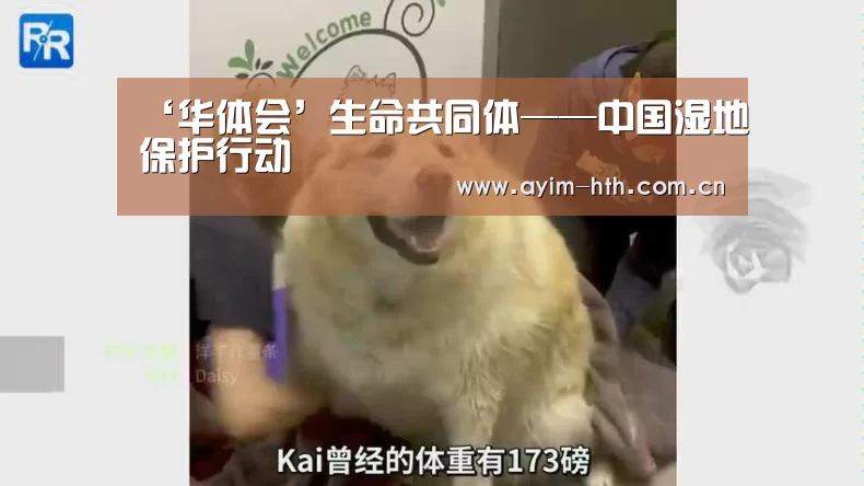 ‘华体会’生命共同体——中国湿地保护行动(图4)